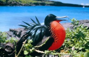 Month By Month – Where To See Wildlife In The Galapagos, Aracari Travel
