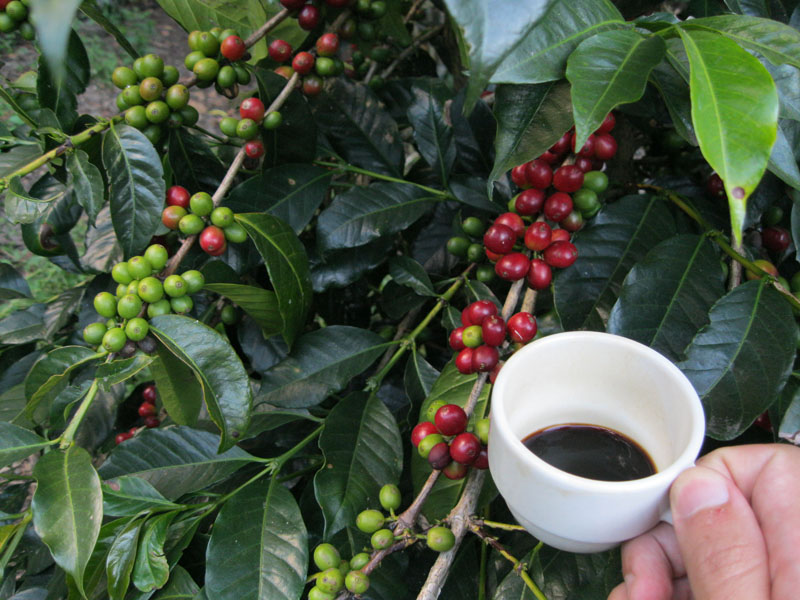 Aracari&#8217;s Weekly Insight #18: The best coffee in the World, Aracari Travel