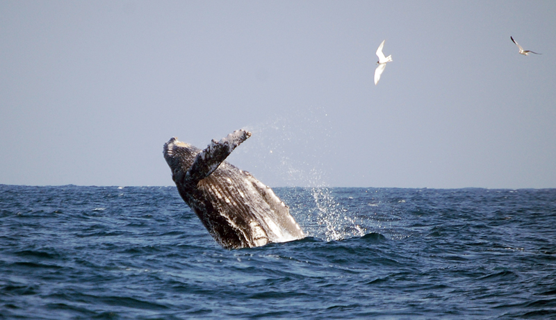 whales 2
