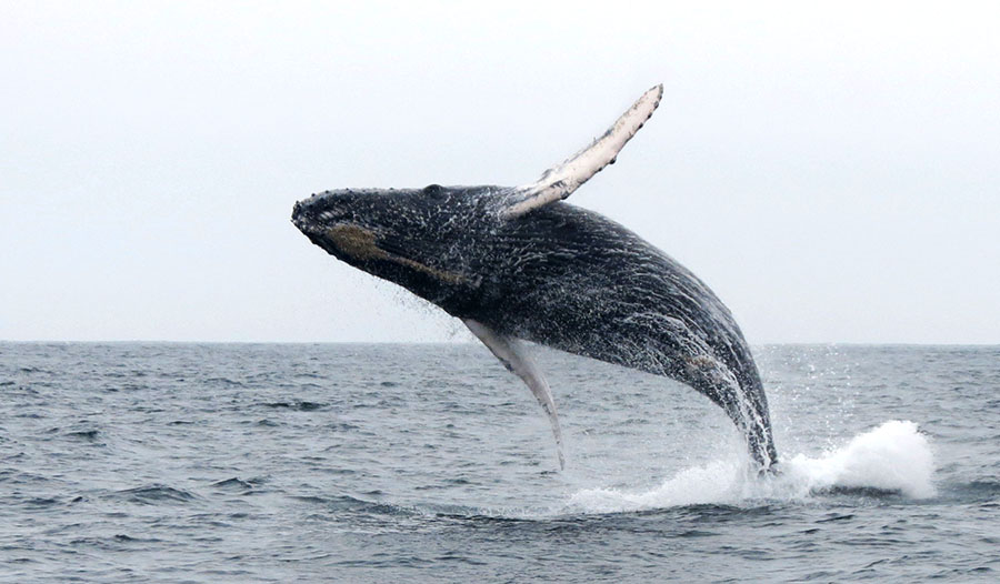 whale watching in peru