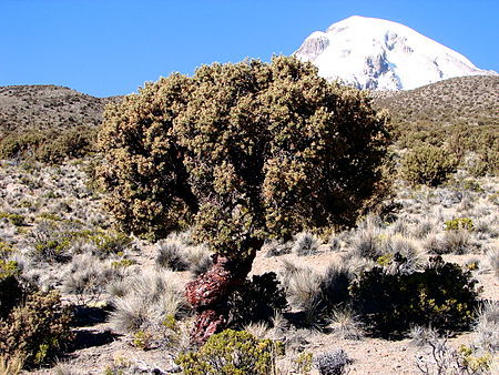 Queuña Raymi: Planting Trees in the Sacred Valley to Alleviate Climate Change, Aracari Travel