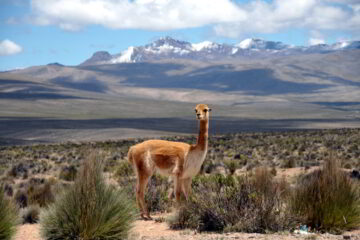 Colca Canyon Peru