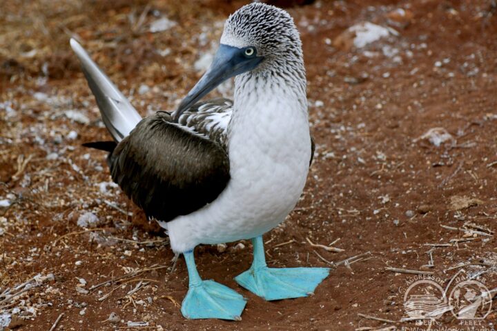 How to Plan a Trip to the Galapagos, Aracari Travel