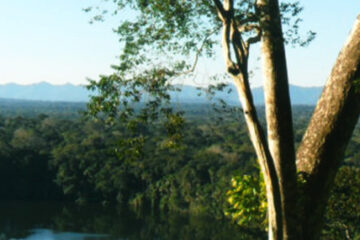 Madidi featured