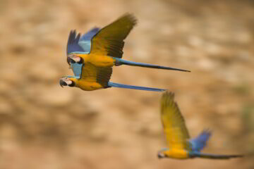 Tambopata birds for web