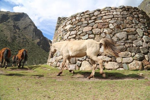 ancaschocha trek peru