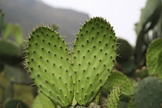 ancaschocha trek peru