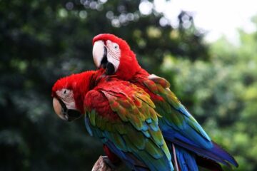 scarlet macaw 3