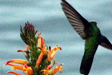 titicaca featured1