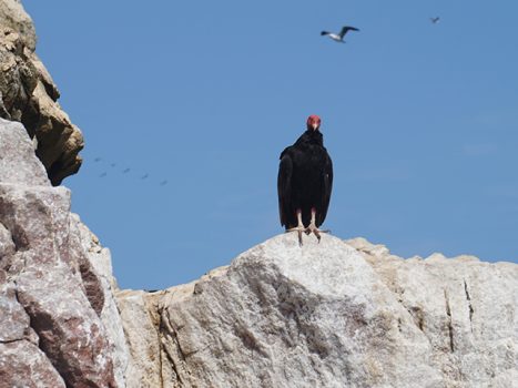 A Tour of the Ballestas Islands, Aracari Travel
