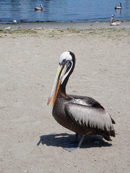 A Tour of the Ballestas Islands, Aracari Travel