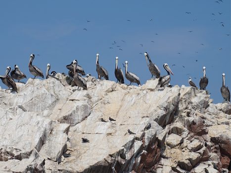 A Tour of the Ballestas Islands, Aracari Travel