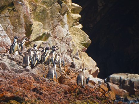 A Tour of the Ballestas Islands, Aracari Travel