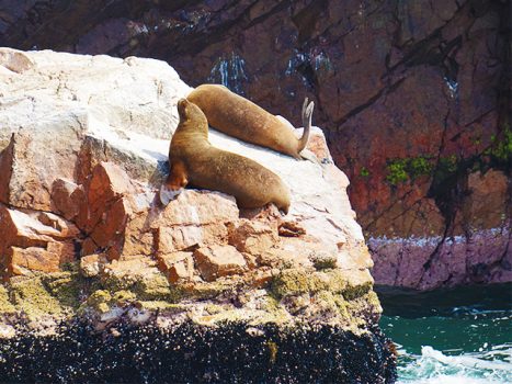 A Tour of the Ballestas Islands, Aracari Travel