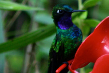 Web header hummingbird 1