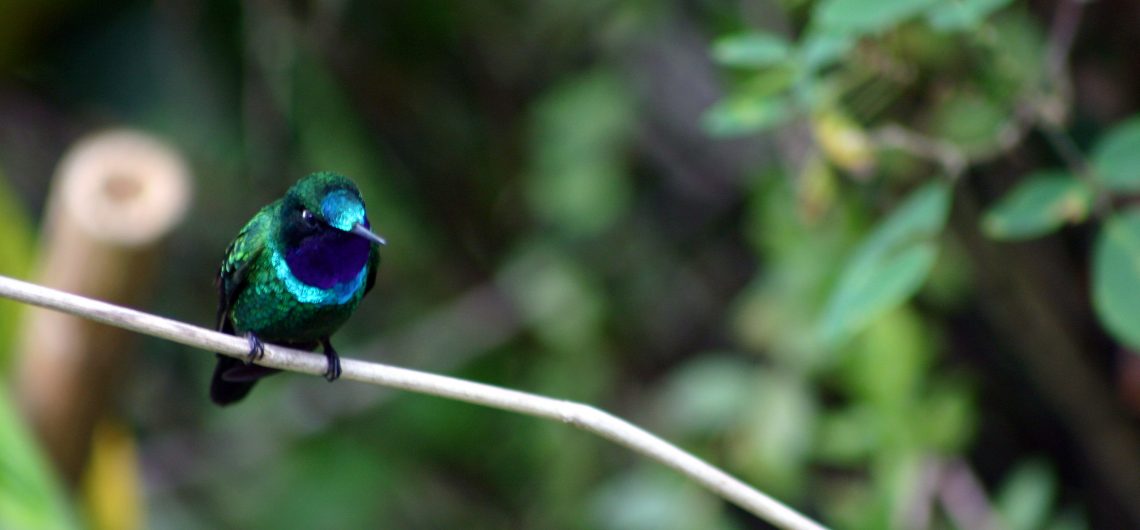 kentitambo chachapoyas accommodation hummingbird2