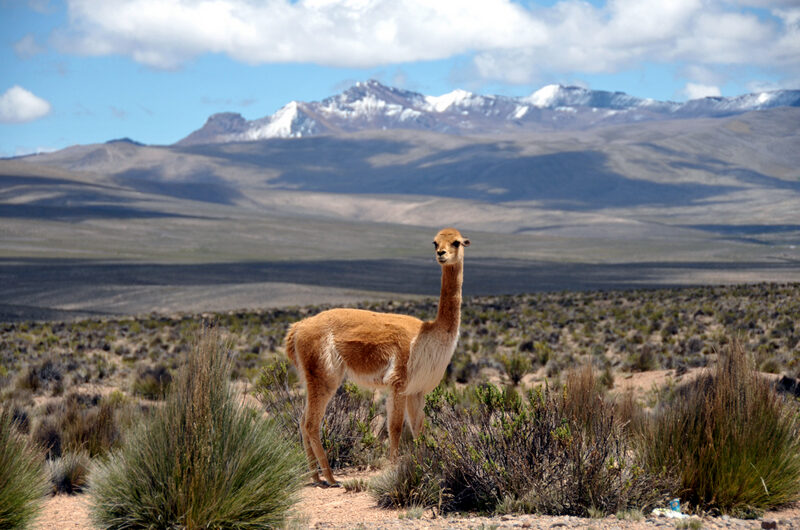 Exploring Colca Canyon in Peru, Aracari Travel