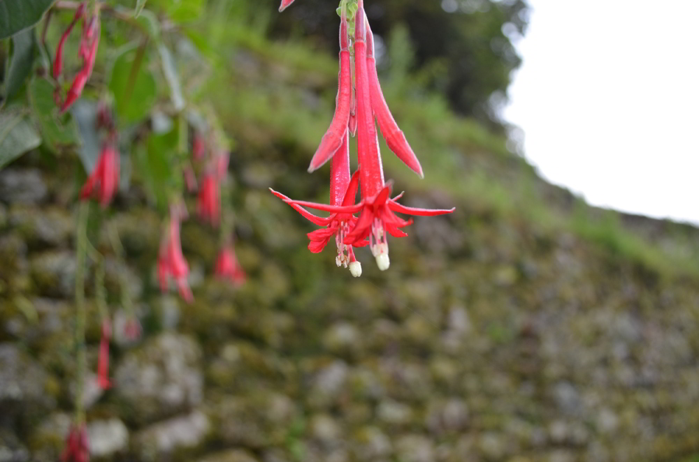 Inca Trail in Peru: 6 Unexpected Highlights, Aracari Travel