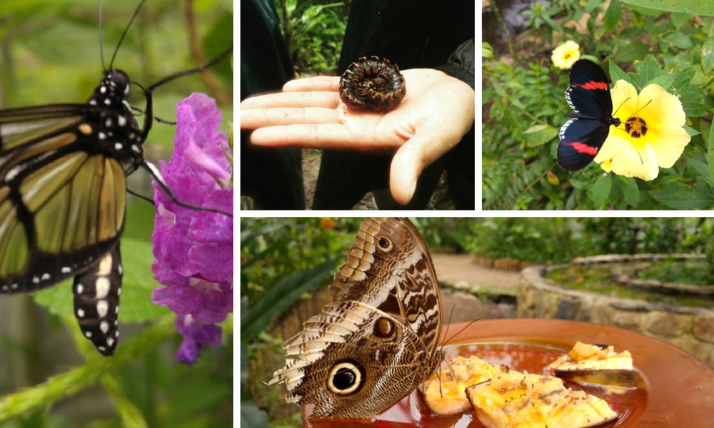 Mashpi Lodge Ecuador &#8211; Cloud Forest Escape, Aracari Travel