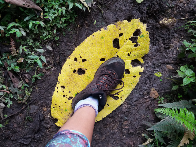 Yumbilla Waterfall Hike: A walk in the cloud forest, Aracari Travel