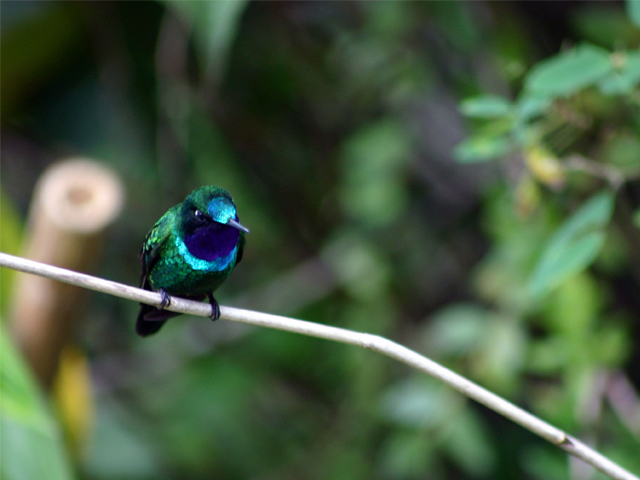 Chachapoyas Conservation with Adriana von Hagen, Aracari Travel