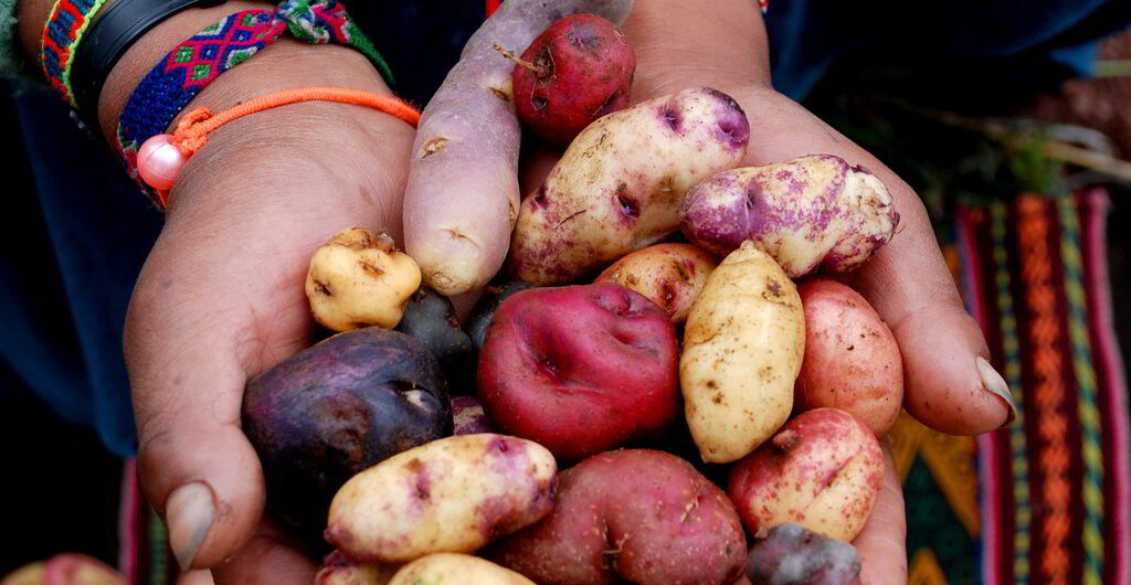 Peru culinary experience: Potato and Ají, Aracari Travel
