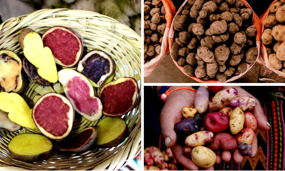 Peru culinary experience: Potato and Ají, Aracari Travel