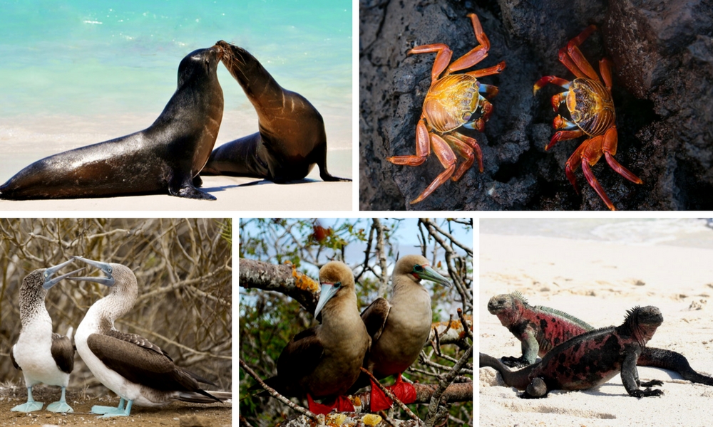 Luxury Galapagos Honeymoon: A Joint Adventure, Aracari Travel