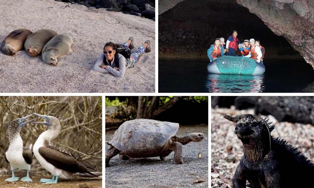 Galapagos Sea Star Journey: Cruise Review, Aracari Travel