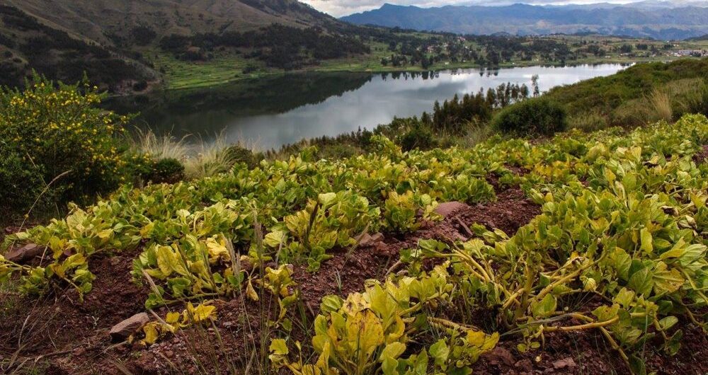 Sacred Valley