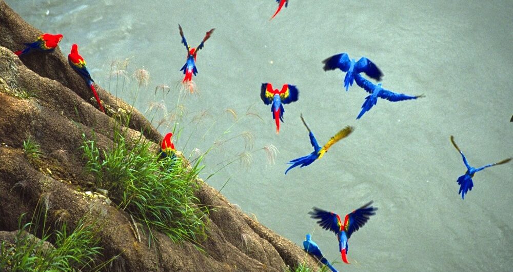 macaw project