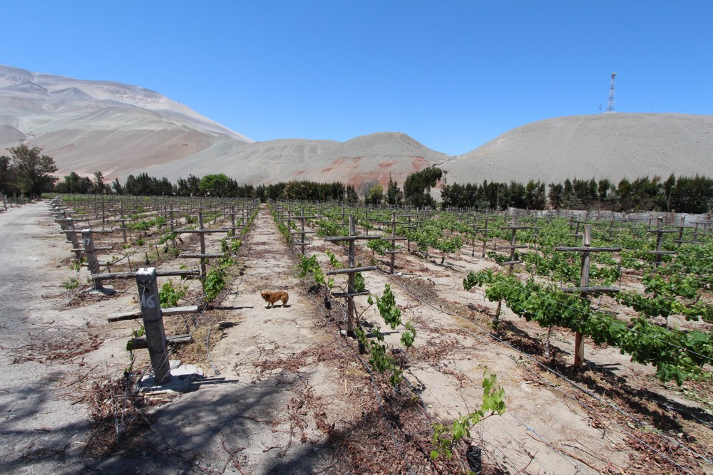 Arequipa&#8217;s Pisco Route, Aracari Travel