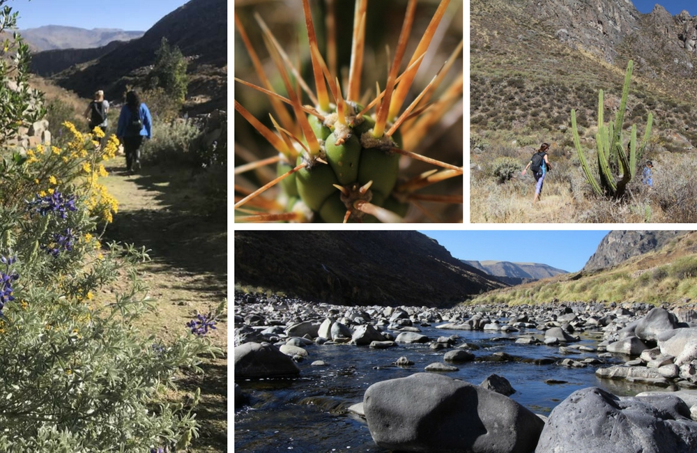 Canocota Canyon Colca Peru Hike, Aracari Travel