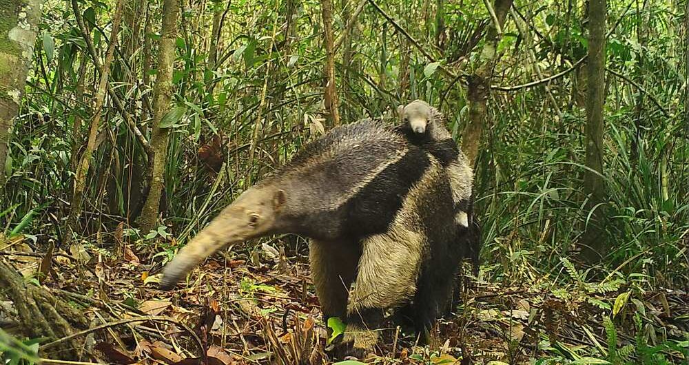 Wired Amazon, The Citizen Science Projects, Aracari Travel