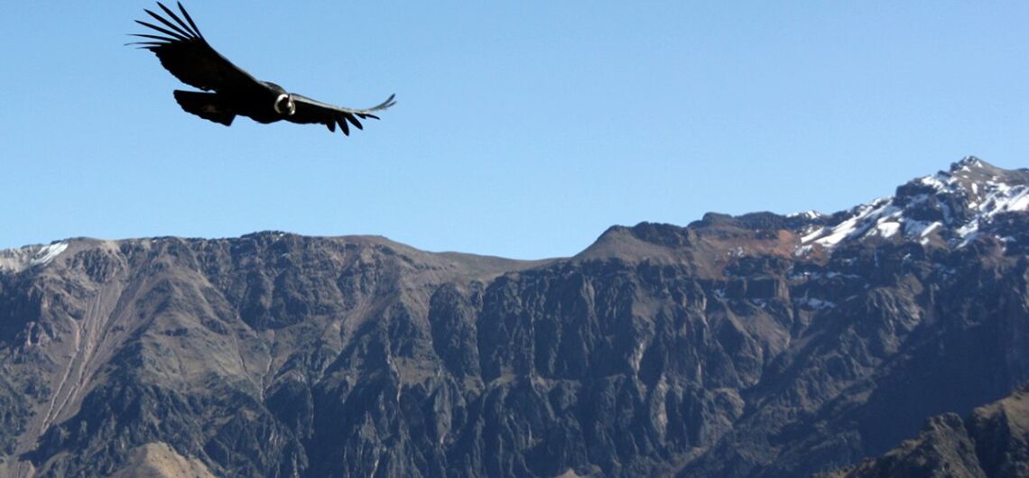 Colca Canyon Condors, Aracari Travel