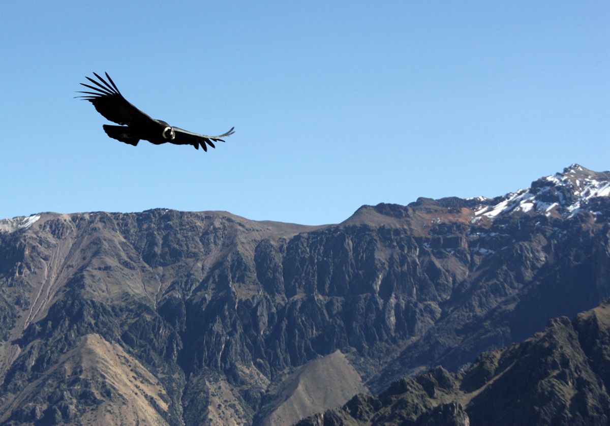 Colca Canyon Condors, Aracari Travel