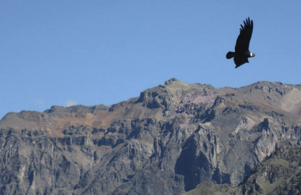 Colca Canyon Condors, Aracari Travel
