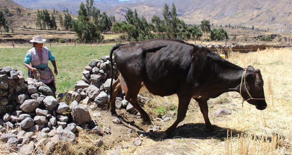 community based tourism colca 6