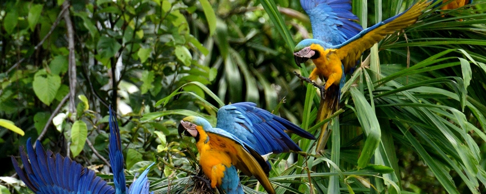 ¿Cuándo viajar a Perú?, Aracari Travel