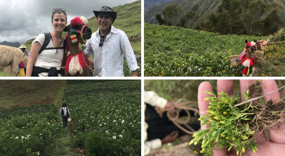 The Real Sacred Valley: Cultural Peru Hike, Aracari Travel