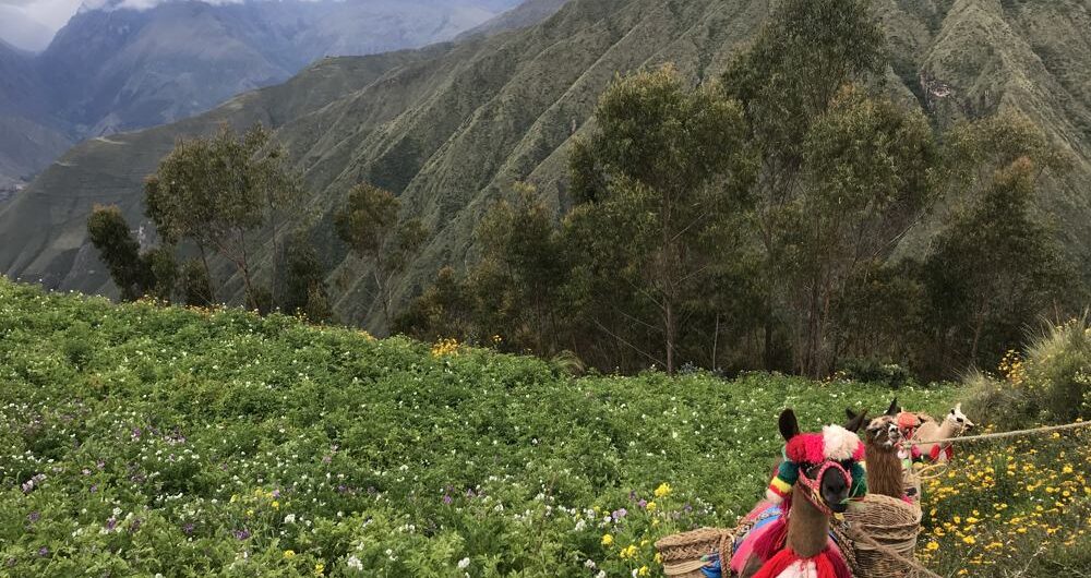 The Real Sacred Valley: Cultural Peru Hike, Aracari Travel