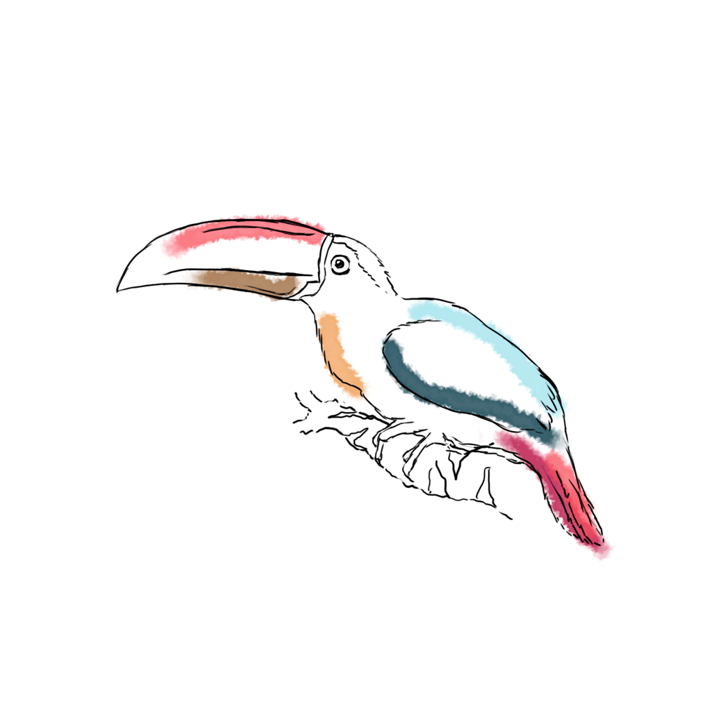 Aracari bird resized