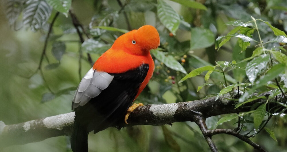 gallito de las rocas
