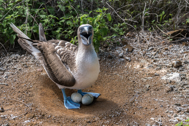 Marisol&#8217;s Adventure In The Galapagos, Aracari Travel