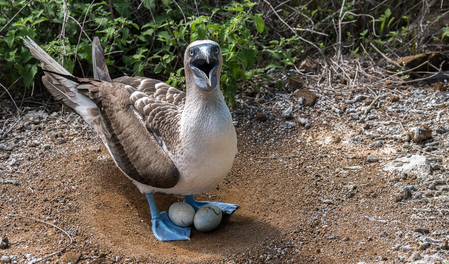 Month By Month – Where To See Wildlife In The Galapagos, Aracari Travel