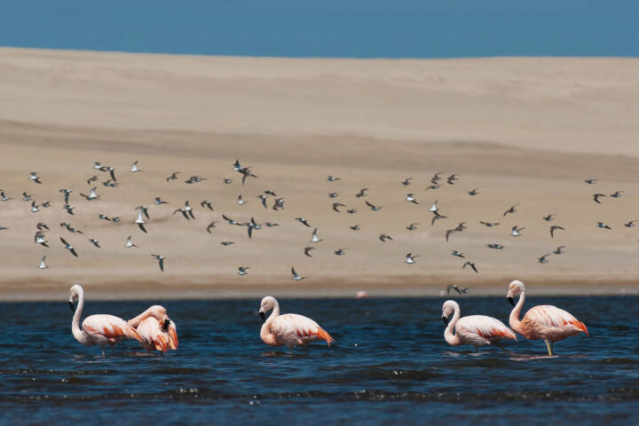 Andina flamingos peru wildlife paracas national reserve pisco birdwatching