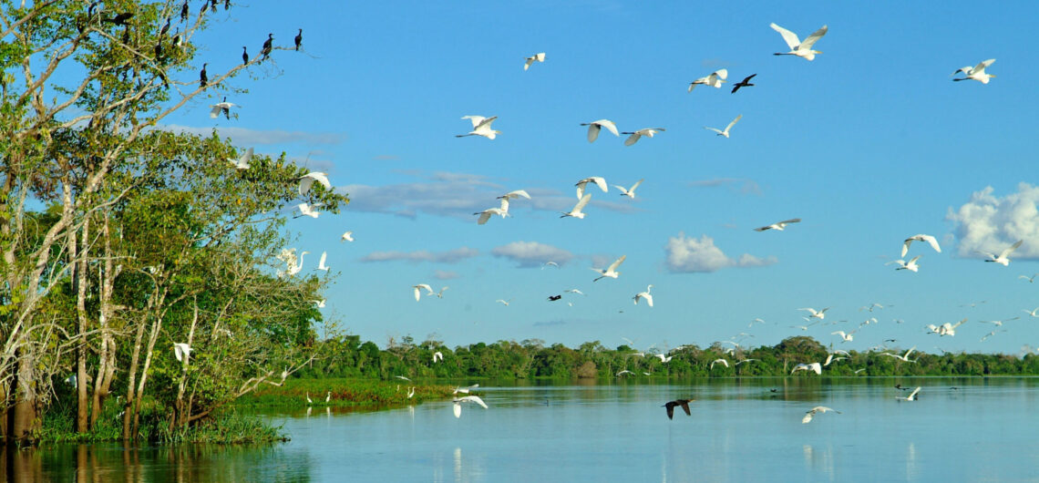 Birds flying amazon peru birdwatching nature ecology scaled