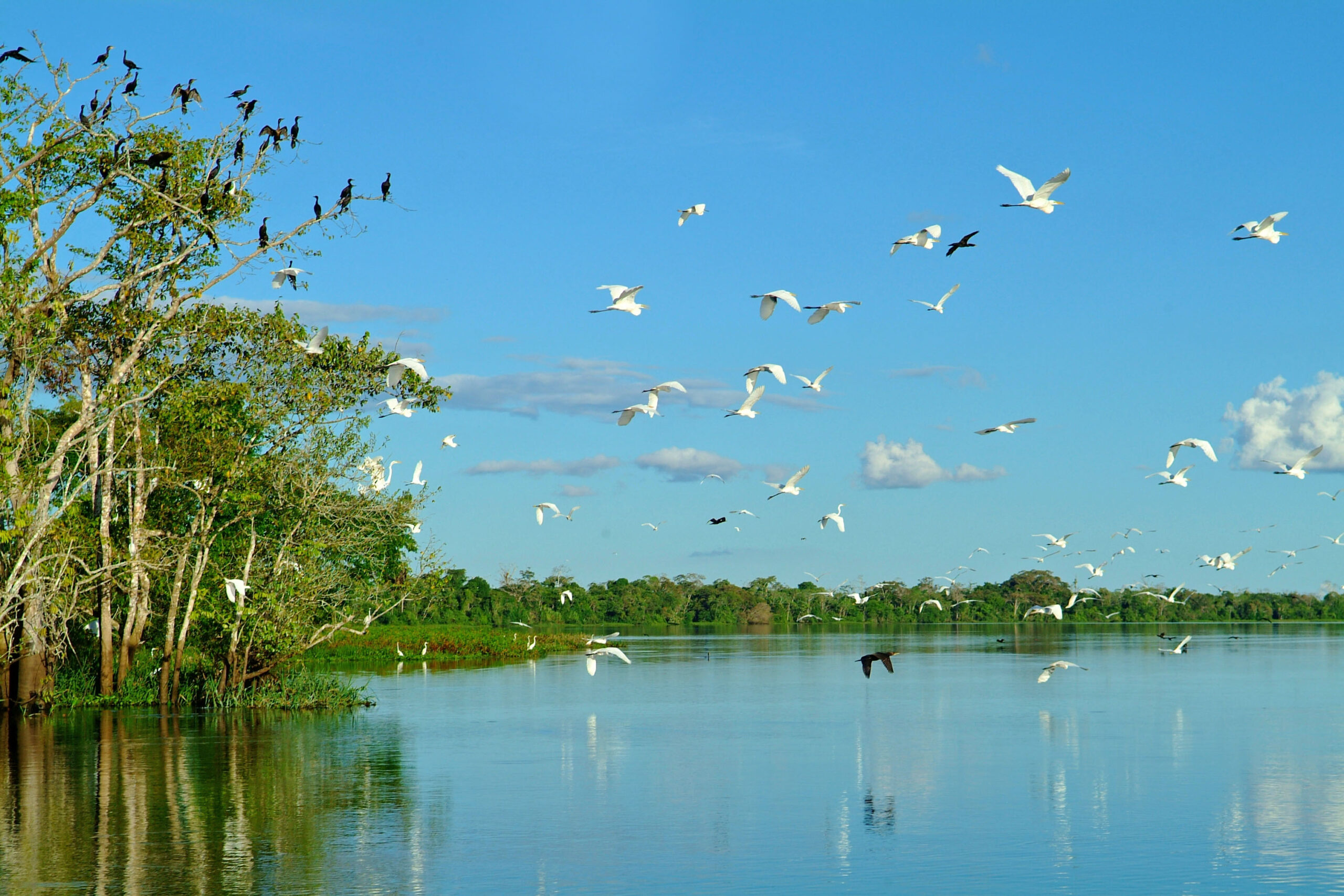 Birds flying amazon peru birdwatching nature ecology scaled