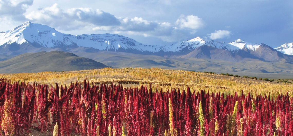 Campo de Quinua quinoa peruvian quinoa crops peru 2