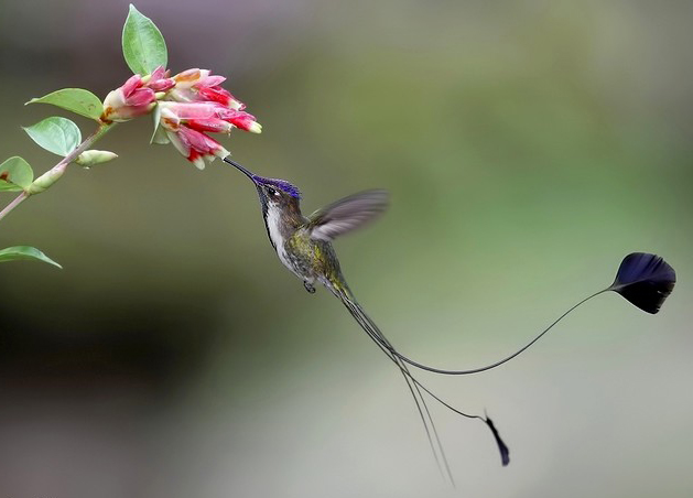 Spring 2010: Peru celebrates as Machu Picchu reopens, Aracari Travel